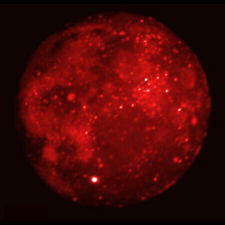Der verfinsterte Mond im Infrarot-Licht